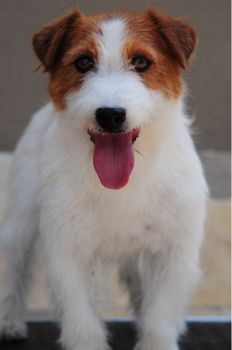 Just Capitain Lee Z Herbu Sapaly