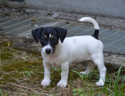 Ma-Graecia Janette